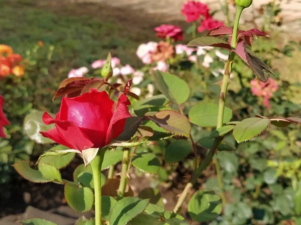 Rosas Rojas Jardín Brote Sobre Fondo Follaje Verde Fresco —  Fotos de Stock