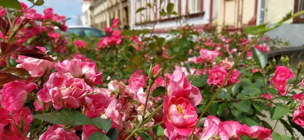 Blooming pink spray roses in the city. Floral background. Beautiful pink spray roses