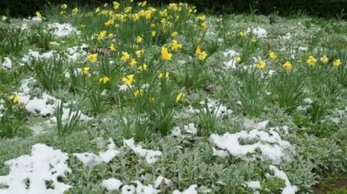 Karların altında sarı laleler ve Stachy Bizans. Baharda beklenmedik kar yağışı. Çiçekli bahçe tasarımı. Lale Tulipa, Lily Liliaceae bitkisi. Stachys byzantina bitki türü Chistets Stachys Lamiaceae.