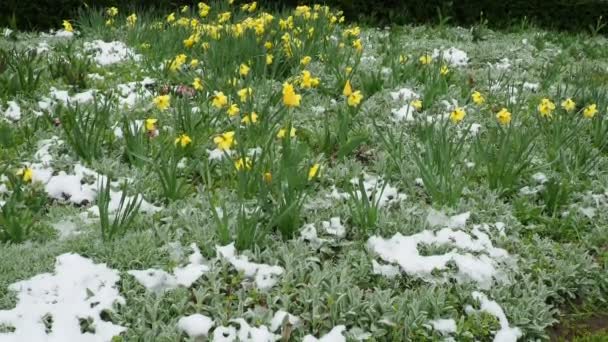Tulipanes Amarillos Stachys Byzantina Bajo Nieve Nieve Inesperada Primavera Diseño — Vídeo de stock