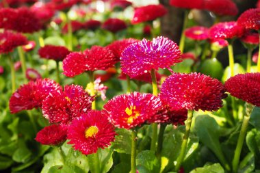 Çiçek tarlasında uzun ömürlü Burgundy Terry papatyaları, bahçe yapımı melez formları. Bellis perennis. Bahçede kırmızı papatyalar var. Şehir parkında çiçek tarhında. Yaygın ya da İngiliz papatyası, papatya