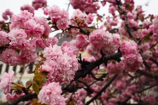 Sakura Espécies Variedades Árvores Subfamília Plum Prunoideae Cereja Serrilhada Prunus — Fotografia de Stock