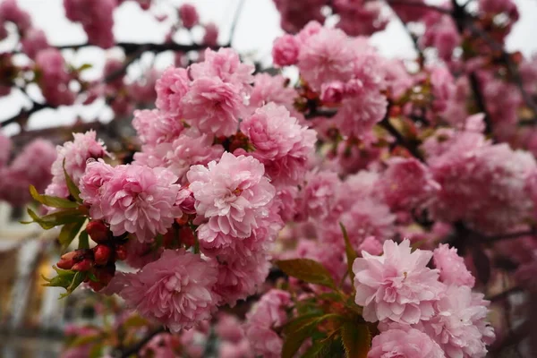 Sakura Espécies Variedades Árvores Subfamília Plum Prunoideae Cereja Serrilhada Prunus — Fotografia de Stock