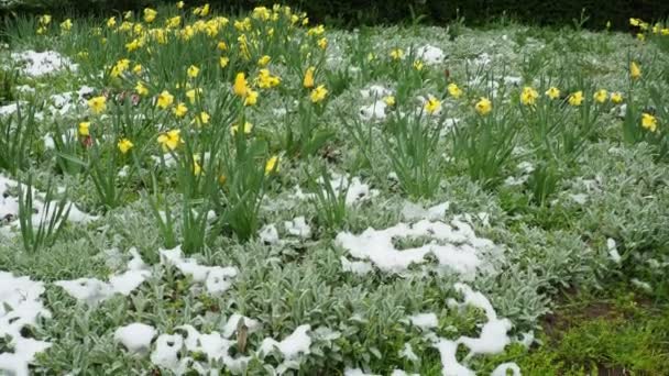 Żółte Tulipany Stachys Bizantina Pod Śniegiem Niespodziewane Opady Śniegu Wiosną — Wideo stockowe