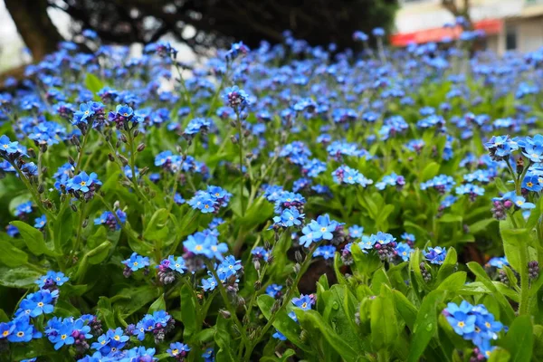 Забудь Яких Міосотіс Квітучі Блакитні Рослини Родині Борагінових Забудьте Міосотіс — стокове фото