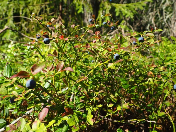 Blueberry Blueberry Myrtle Vaccinium Myrtillus Een Geslacht Van Heesters Uit — Stockfoto