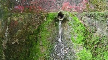 Banja Koviljaca, Sırbistan, Guchevo, Loznica. İlkbahar Üç kaynakları. Guchevo Dağı 'ndan akan maden suyu. Kayanın üzerinde yosun ve liken var. Su damlaları. Yavaş çekim.
