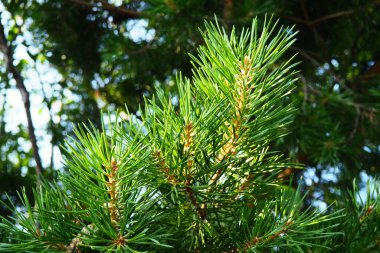 Pine branches at the golden hour in the evening. Pinus pine, a genus of conifers and shrubs in the pine family Pinaceae. Wildlife taiga of Karelia in summer.