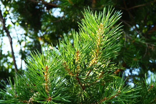 Pine Branches Golden Hour Evening Pinus Pine Genus Conifers Shrubs — Stock fotografie