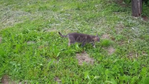 Striped Cat Walks Grass Interest Holding Its Tail Pipe Second — Stock Video