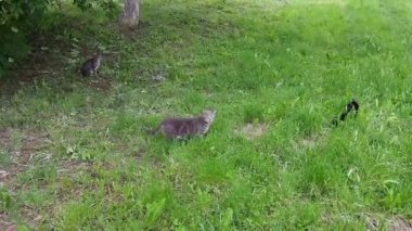 Uzaktan ilgilenen çizgili bir kedi kısırlaştırılmış siyah beyaz bir kediyi kokluyor. Otların arasında üç kediyle buluşacağım. Evcil hayvan beslemek. Hayvanların çiftleşme mevsimi. Hakimiyet ve rekabet