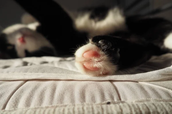 Tlapy Černobílé Kočky Zblízka Koťátko Spí Bílé Matraci Nataženými Tlapami — Stock fotografie