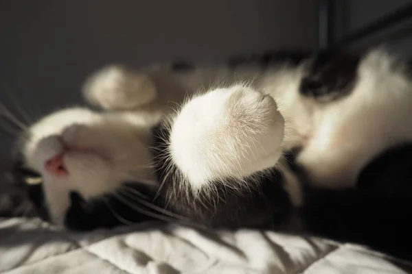 Egy Fekete Fehér Macska Mancsa Közeledik Cica Egy Fehér Matracon — Stock Fotó