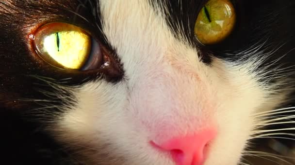 Φούσκα Ασπρόμαυρης Γάτας Από Κοντά Φτελιά Ροζ Μύτη Λευκό Μουστάκι — Αρχείο Βίντεο