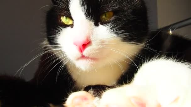 Tlama Černobílé Kočky Zblízka Feline Růžový Nos Bílý Knír Žluté — Stock video