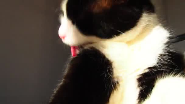 Tlama Černobílé Kočky Růžový Nos Bílý Knír Žlutozelené Oči Mladý — Stock video