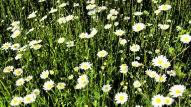 Papatya Matricaria, Asteraceae 'de yıllık olarak çiçek açan bir bitki cinsidir. Papatya Matricaria chamomilla veya Matricaria recutita tıbbi ve kozmetik amaçlar için kullanılır. Artan karşıtlık
