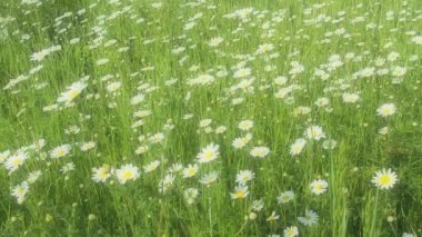 Papatya Matricaria, Asteraceae familyasından yıllık olarak çiçek açan bir bitki cinsidir. Papatya Matricaria chamomilla veya Matricaria recutita tıbbi ve kozmetik amaçlar için kullanılır. Yumuşak odak.