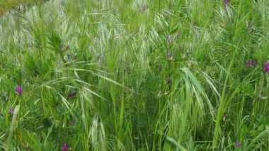 Vicia cracca, tütsülenmiş vetch, inek ya da kuş vetch, mavi ya da boreal vetch - bezelye ve fasulye fabaceae çiçekleri. Avena sterilizasyonu, animasyon yulafı, steril yulaf, vahşi kırmızı yulaf, kış yulafı - çimen otu