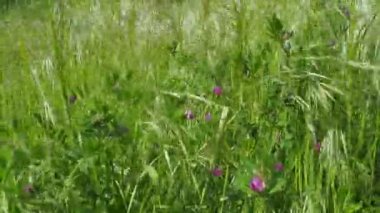 Vicia cracca, tütsülenmiş vetch, inek ya da kuş vetch, mavi ya da boreal vetch - bezelye ve fasulye fabaceae çiçekleri. Avena sterilizasyonu, animasyon yulafı, steril yulaf, vahşi kırmızı yulaf, kış yulafı - çimen otu