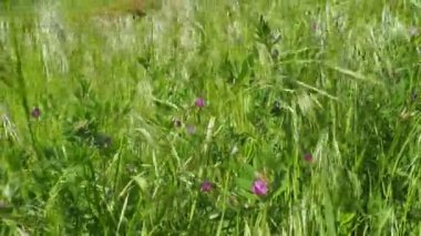 Vicia cracca, tütsülenmiş vetch, inek ya da kuş vetch, mavi ya da boreal vetch - bezelye ve fasulye fabaceae çiçekleri. Avena sterilizasyonu, animasyon yulafı, steril yulaf, vahşi kırmızı yulaf, kış yulafı - çimen otu