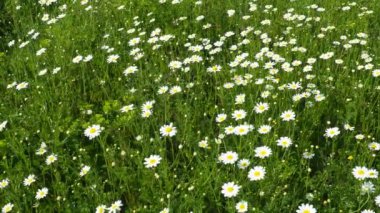 Papatya Matricaria, Asteraceae 'de yıllık olarak çiçek açan bir bitki cinsidir. Papatya Matricaria chamomilla veya Matricaria recutita tıbbi ve kozmetik amaçlar için kullanılır. Zayıf rüzgar. Böcekler uçar