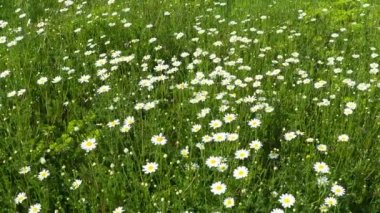 Papatya Matricaria, Asteraceae 'de yıllık olarak çiçek açan bir bitki cinsidir. Papatya Matricaria chamomilla veya Matricaria recutita tıbbi ve kozmetik amaçlar için kullanılır. Zayıf rüzgar. Böcekler uçar