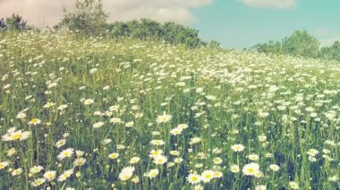Papatya Matricaria, Asteraceae 'de yıllık olarak çiçek açan bir bitki cinsidir. Papatya Matricaria chamomilla veya Matricaria recutita tıbbi ve kozmetik amaçlar için kullanılır. Meadow, eski tarz.