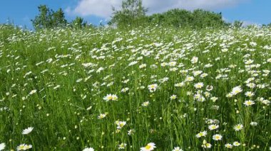 Papatya Matricaria, Asteraceae 'de yıllık olarak çiçek açan bir bitki cinsidir. Papatya Matricaria chamomilla veya Matricaria recutita tıbbi ve kozmetik amaçlar için kullanılır. Çalılıklar ve mavi gökyüzü.