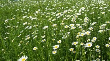 Papatya Matricaria, Asteraceae 'de yıllık olarak çiçek açan bir bitki cinsidir. Papatya Matricaria chamomilla veya Matricaria recutita tıbbi ve kozmetik amaçlar için kullanılır. Zayıf rüzgar. Böcekler uçar