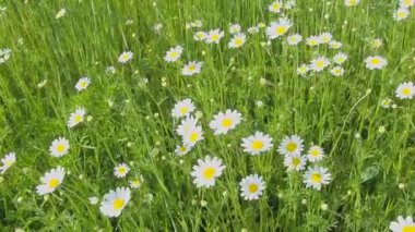 Papatya Matricaria, Asteraceae 'de yıllık olarak çiçek açan bir bitki cinsidir. Papatya Matricaria chamomilla veya Matricaria recutita tıbbi ve kozmetik amaçlar için kullanılır. Zayıf rüzgar. Böcekler uçar