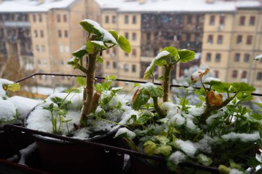 Sudden snowfall and blizzard. Freezing of fresh shoots. Multi-storey residential buildings. Large snowflakes fly and spin. Geranium or pelargonium is a cold-resistant plant. Green parsley leaves. clipart