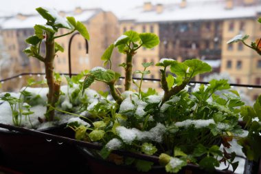 Ani kar ve kar fırtınası. Taze filizler donuyor. Çok katlı binalar. Büyük kar taneleri uçar ve döner. Sardunya veya pelargonyum soğuğa dayanıklı bir bitkidir. Yeşil maydanoz yaprakları.