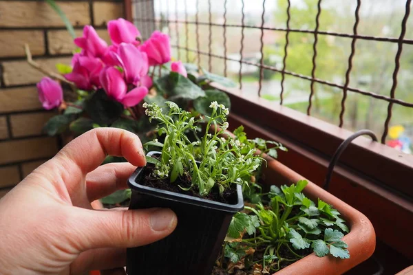 Transplantando Alyssum Uma Panela Plástico Uma Caixa Flores Varanda Uma — Fotografia de Stock