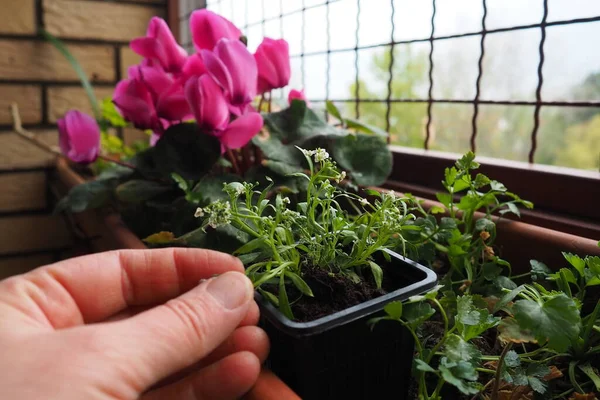 Einen Astilben Aus Einem Plastiktopf Einen Blumenkasten Auf Dem Balkon — Stockfoto