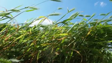 Hordeum murinum (
