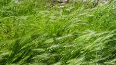 Hordeum murinum (