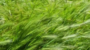 Hordeum murinum (