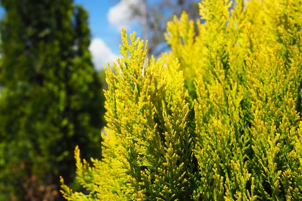 Ramos Thuja Agulhas Verde Amarela Thuja Género Botânico Pertencente Família — Fotografia de Stock