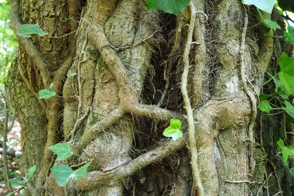 Creepers Tree Branches European Forest Serbia Fruska Gora National Park — Fotografia de Stock