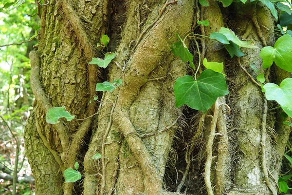 Creepers Galhos Árvore Uma Floresta Europeia Sérvia Parque Nacional Fruska — Fotografia de Stock