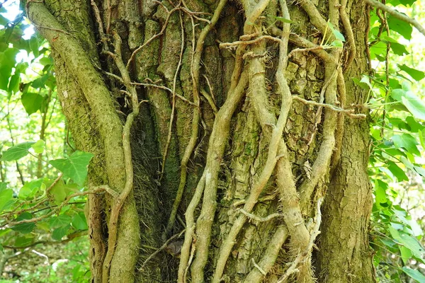 欧洲森林里树枝上的攀爬者 塞尔维亚Fruska Gora国家公园一种能找到垂直支撑的植物 不定的根 利亚纳是植物的生命形式 — 图库照片
