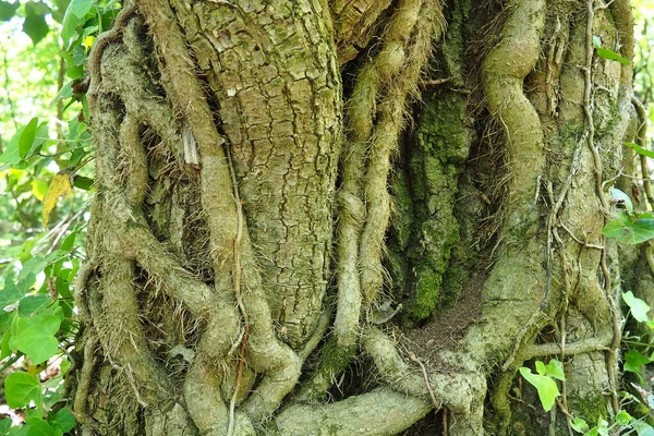 ヨーロッパの森の中の木の枝の上のクリーパー セルビア フルースカ 強羅国立公園 垂直方向のサポートを見つける植物 進行性の根 添付ファイル リアナは植物の生命体です — ストック写真