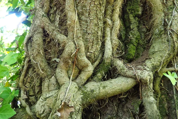 Avrupa Ormanlarında Ağaç Dallarındaki Sürüngenler Sırbistan Fruska Gora Ulusal Parkı — Stok fotoğraf
