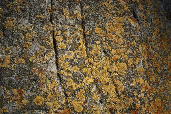 Имбирный Желтый Коричневый Лишайник Покрывает Поверхность Коры Орехового Дерева Крупным — стоковое фото
