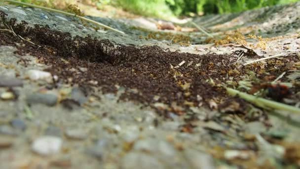 Ants Formicidae Hymenoptera 등급의 사회적 곤충으로 그리고 일하는 개인이다 세르비아 — 비디오