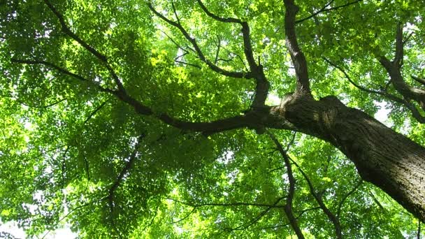 Bir Ihlamur Ağacının Tacı Aşağıdan Yukarıya Doğru Alınmış Taze Yeşil — Stok video
