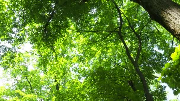 Coroa Uma Tília Tirada Baixo Para Cima Folhagem Verde Fresca — Vídeo de Stock