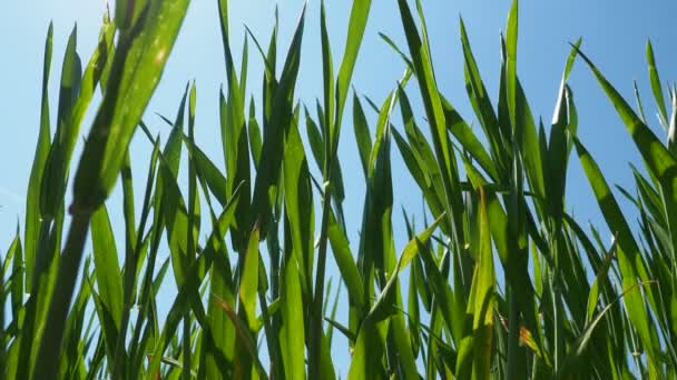 Зеленая Пшеница Прорастает Поле Против Синего Неба Концепция Жизни Растущая — стоковое видео