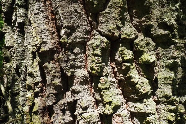 Bark Makro Tree Trunk Närbild Textur — Stockfoto